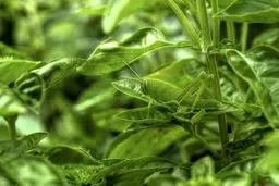 استتار جالب ملخ / عکس