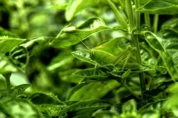 استتار جالب ملخ / عکس