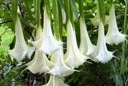 نفس شیطان؛ ترسناک‌ترین ماده مخدر در جهان+عکس