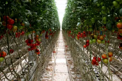 گلخانه شیشه‌ایی