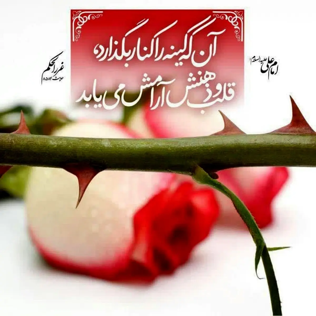 حدیث نورانی و زیبای حضرت علی (ع) در مورد آرامش قلب و ذهن