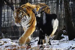 دوستی حیرت‌انگیز آمور و تیمور/تصاویر