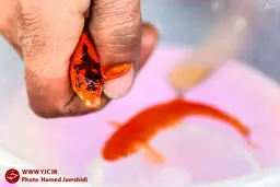 عکس/ خرید و فروش ماهی قرمز در آستانه نوروز