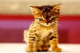 گربه‌ی مبتلا به سندروم داون / عکس
