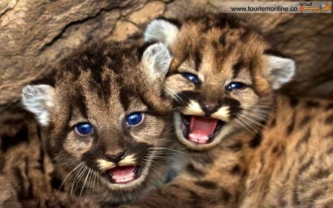این چشم آبی‌های خوش عکس!/ عکس