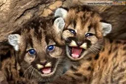 این چشم آبی‌های خوش عکس!/ عکس