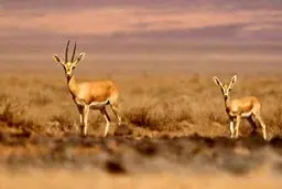 عکسی دیدنی از حیات وحش سمنان