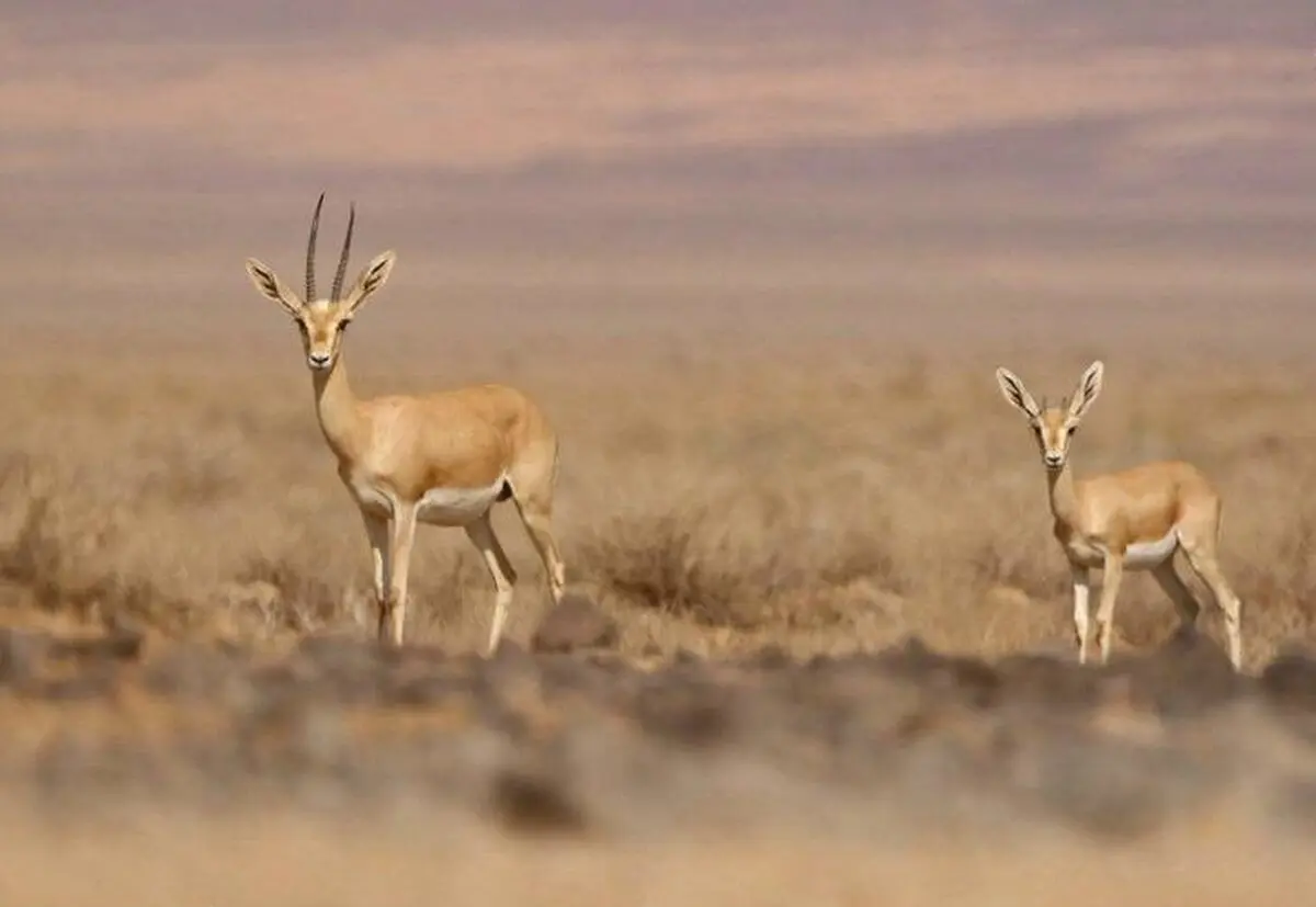 عکسی دیدنی از حیات وحش سمنان