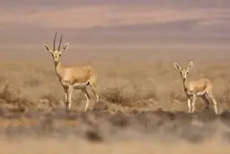 عکسی دیدنی از حیات وحش سمنان