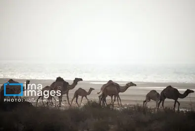 حمام شتر