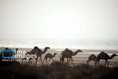 حمام شتر