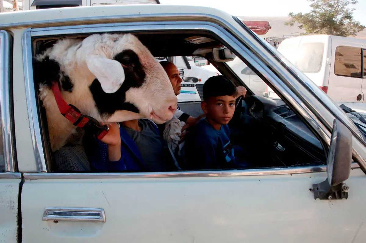 عکس / حمل گوسفند با ماشین