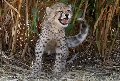 پیروز