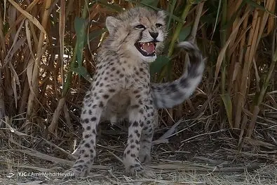 پیروز