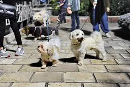 هشدار همشهری: اجرای قانون سگ‌گردانی به جنگ با اقتدار نظام می‌رود