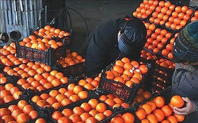 خبر عجیب/ حذف یارانه تنظیم بازار میوه شب عید!