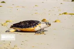 تصاویر رها سازی ۲ قطعه لاک پشت دریایی در کیش