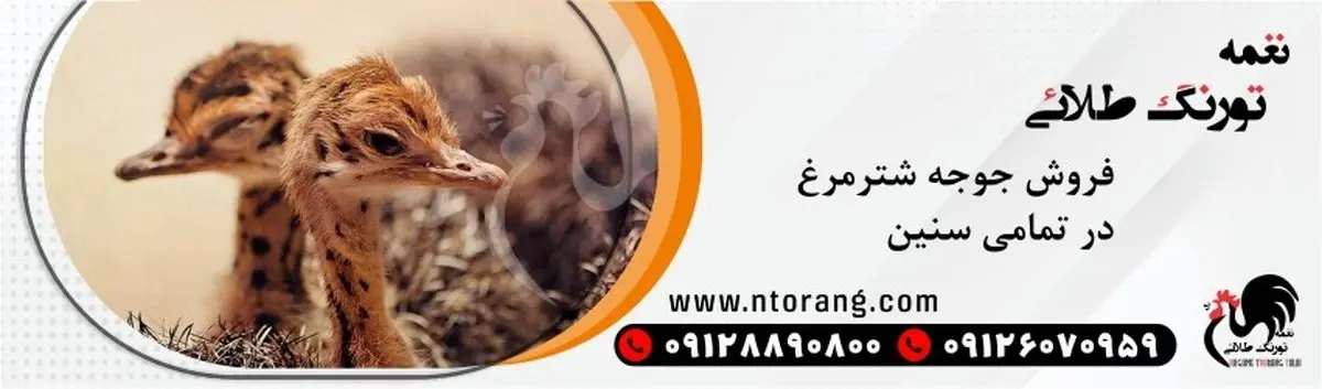 نیمچه مرغ چیست با تورنگ طلایی همراه ما باشید