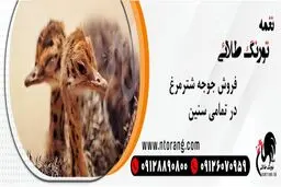 نیمچه مرغ چیست با تورنگ طلایی همراه ما باشید