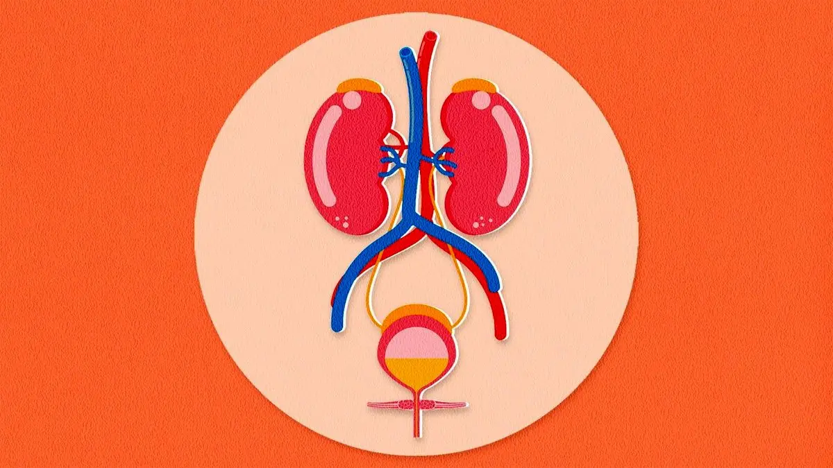 مهم‌ترین دلایل درد مثانه؛ انواع و درمان
