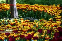 تصاویر رویایی لاله‌ها در باغ ایرانی