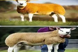 گرانترین گوسفند جهان به قیمت 2 برابر پورشه
