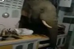 فیل گرسنه برای دزدی از دیوار بتونی گذشت