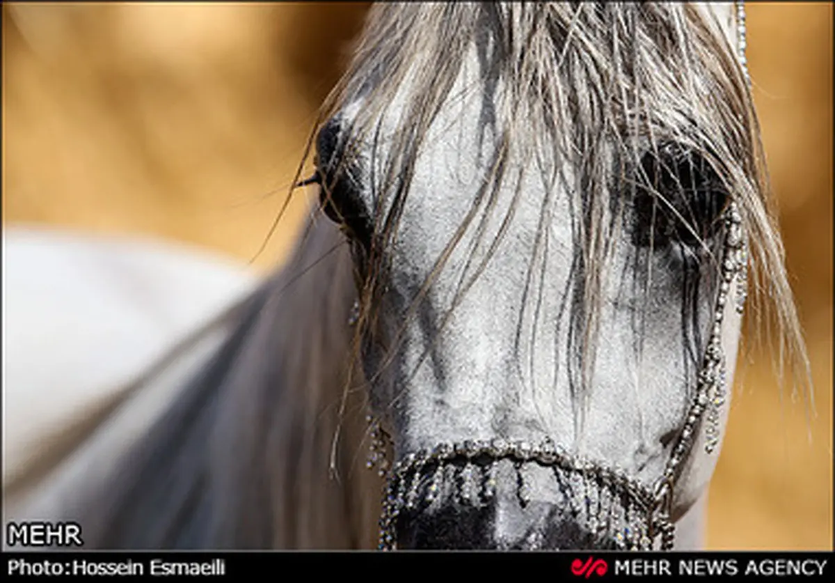 مسابقات قهرمانی زیبایی اسب اصیل عرب به روایت تصویر
