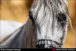 مسابقات قهرمانی زیبایی اسب اصیل عرب به روایت تصویر