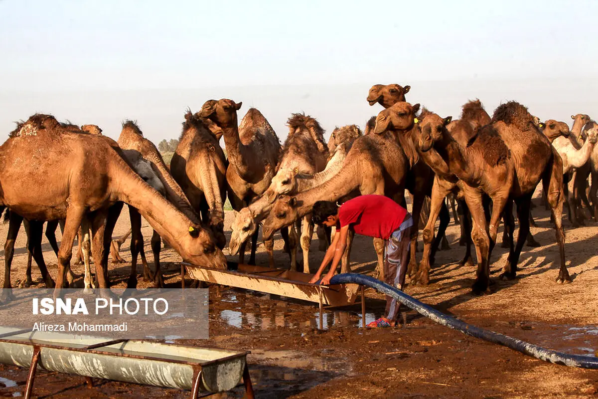 تصاویری از بحران آب در روستاهای هویزه