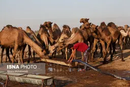 تصاویری از بحران آب در روستاهای هویزه