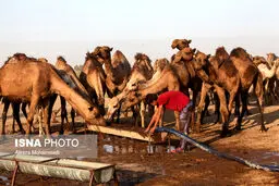 تصاویری از بحران آب در روستاهای هویزه