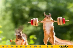 تصاویری جالب از ورزش کردن یک سنجاب!