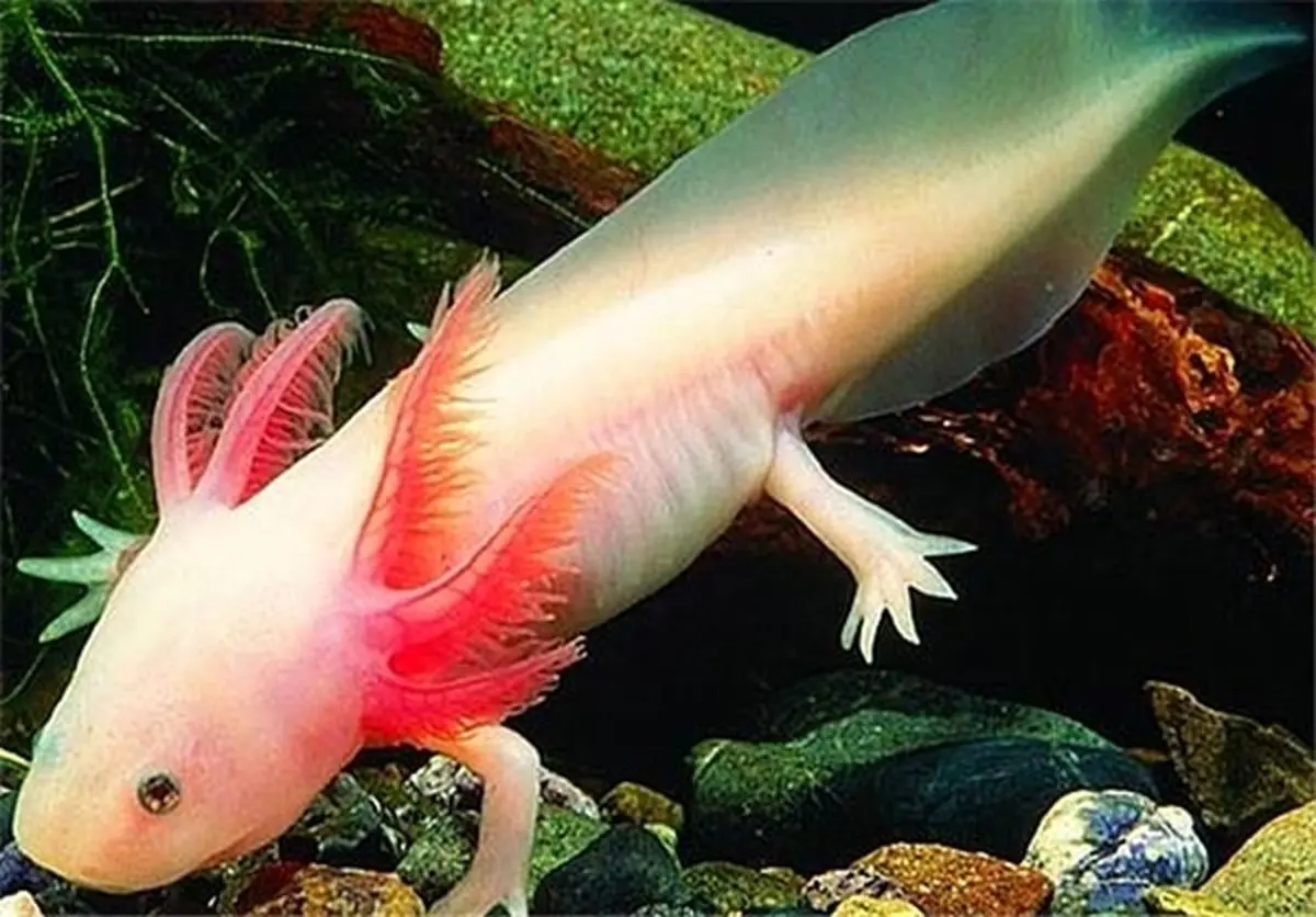 ماهی عجییبی که دست و پادارد+عکس