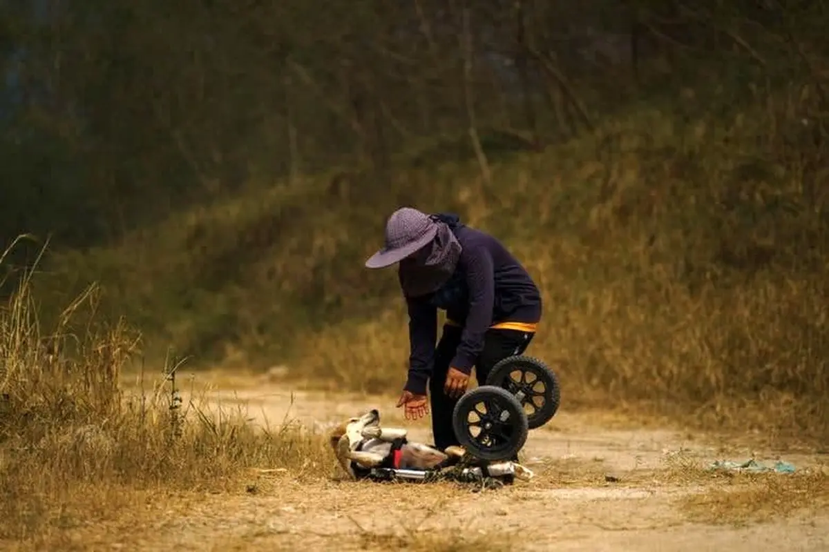 تصاویر خیره کننده از سگ‌های معلول با صندلی چرخدار