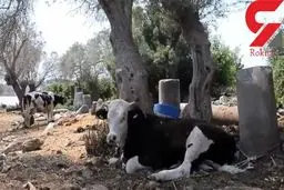 یک شهر تاریخی در ترکیه به فروش گذاشته شد! + عکس