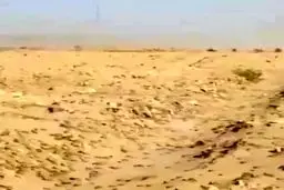 فیلم/هجوم ملخ ها به مزارع شرق هرمزگان و سیستان بلوچستان