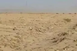فیلم/هجوم ملخ ها به مزارع شرق هرمزگان و سیستان بلوچستان