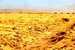 فیلم/هجوم ملخ ها به مزارع شرق هرمزگان و سیستان بلوچستان