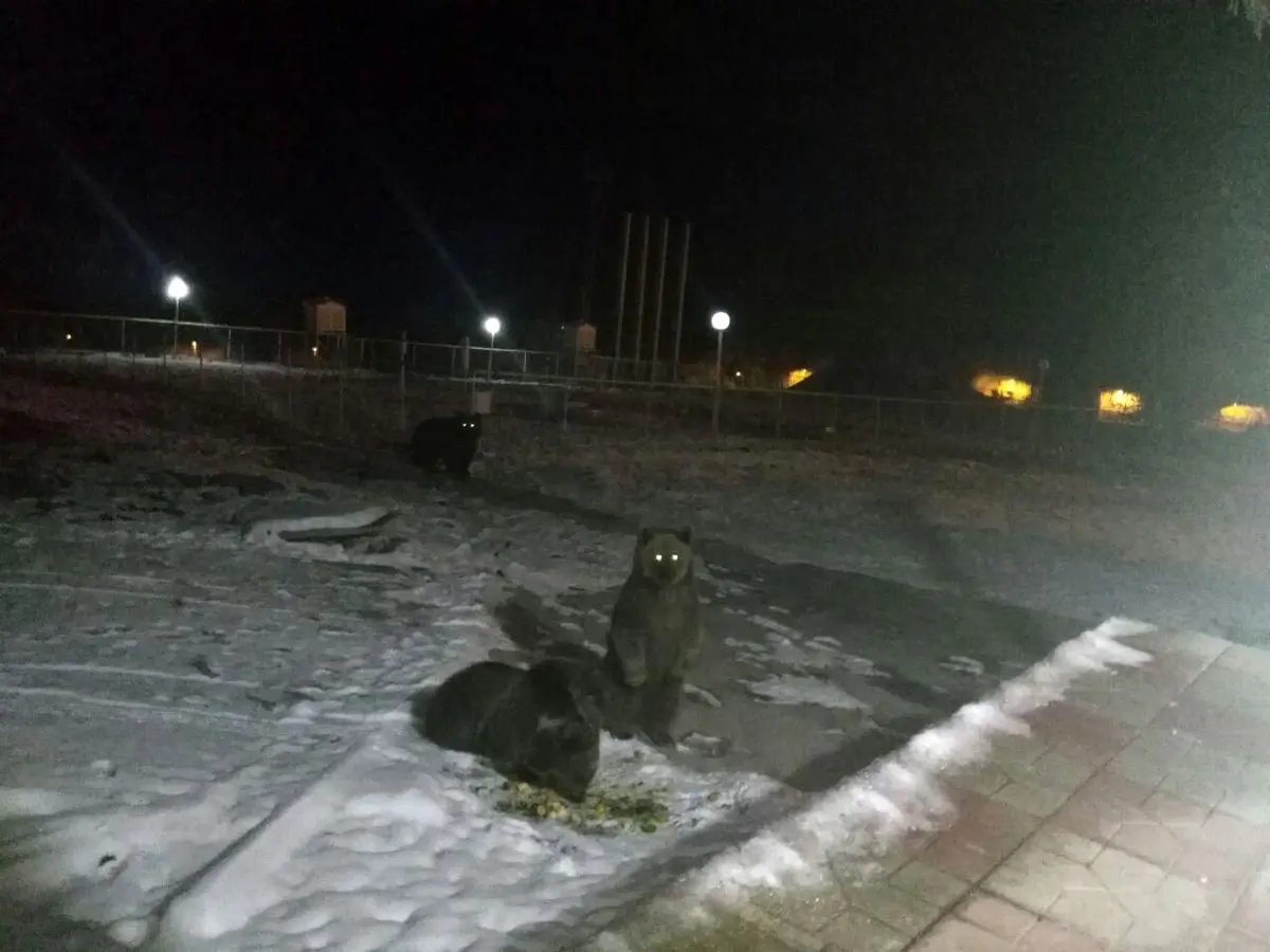 خرس مادر به همراه 2  قلاده توله خرس در سیاه بیشه/عکس