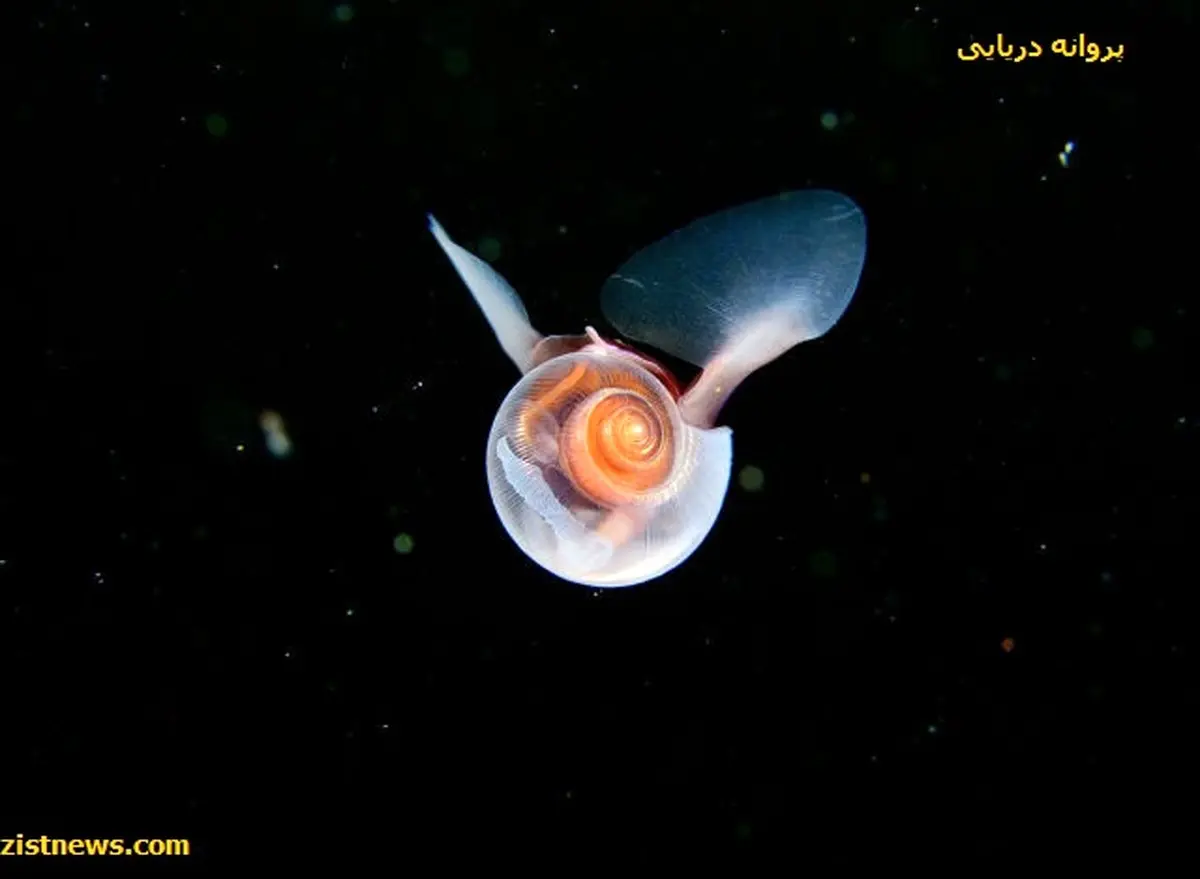 عکس/ پروانه دریایی