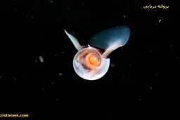 عکس/ پروانه دریایی