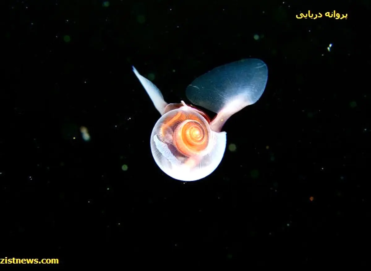عکس/ پروانه دریایی