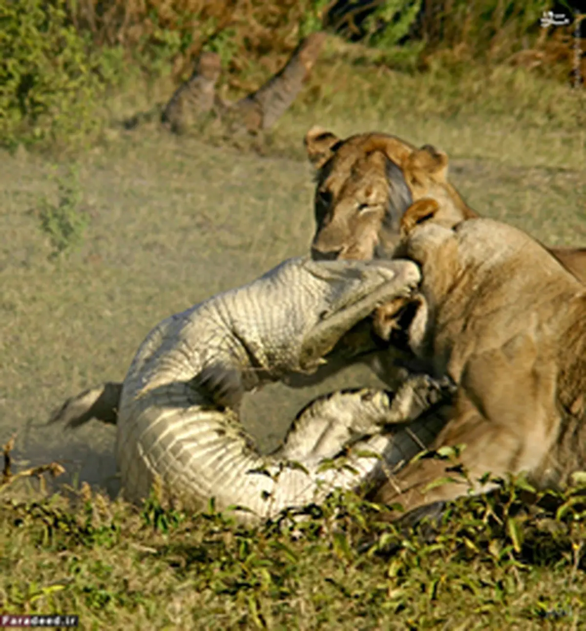 کروکودیل ها هم شکار می شوند/ تصاویر