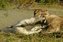 کروکودیل ها هم شکار می شوند/ تصاویر