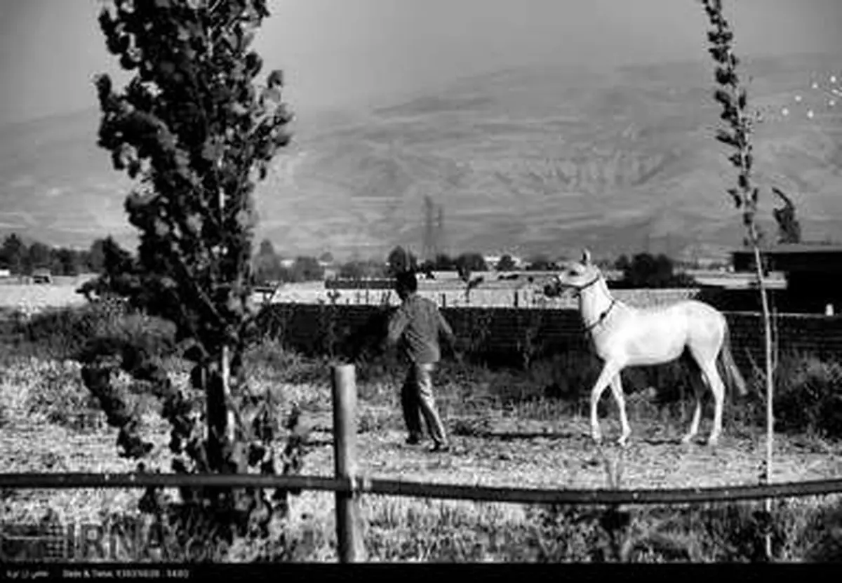 تصاویری از پرورش ناب‌ترین و خالص‌ترین نژاد اسب ترکمن