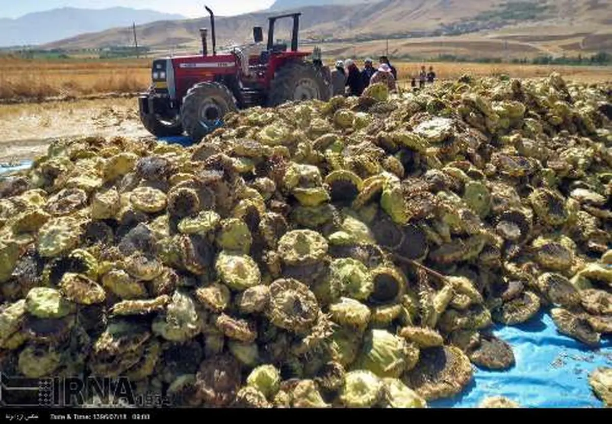 تصاویری از برداشت تخمه آفتابگردان از مزارع شهرستان سنقروکلیایی