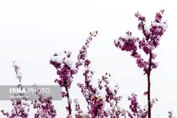 تصاویری زیبا از بارش برف بهاری در جاده لواسانات
