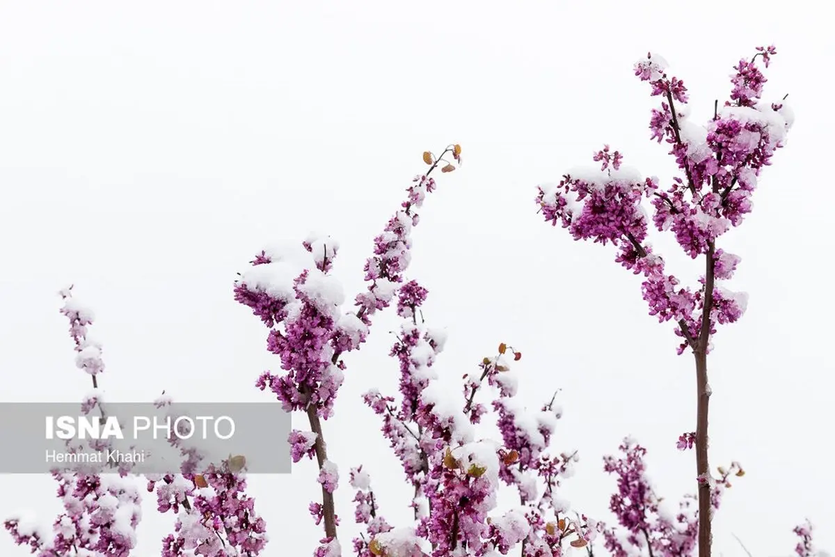 تصاویری زیبا از بارش برف بهاری در جاده لواسانات