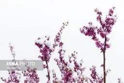 تصاویری زیبا از بارش برف بهاری در جاده لواسانات